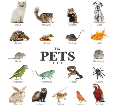 What Does A Pet Trust Include? - poster of pets in English