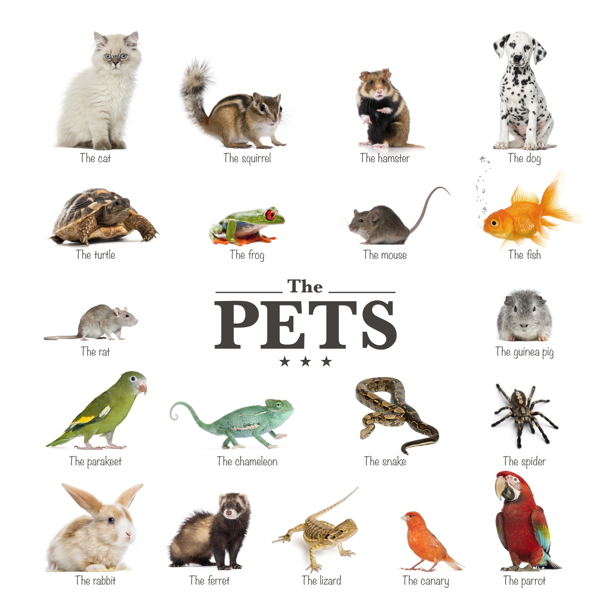 What Does A Pet Trust Include? - poster of pets in English