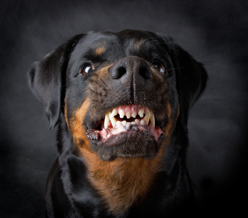 Repercussions Of Dog Bite Attacks - Dog of breed rottweiler.
